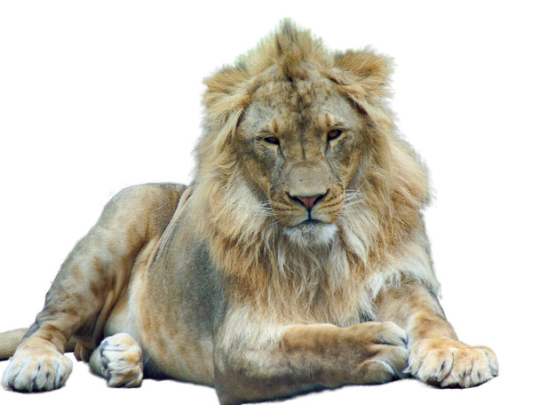 Lion isolated on white background. Big lion on white - Foto, Imagen