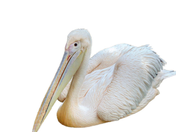 пелікан ізольований на білому тлі
 - Фото, зображення