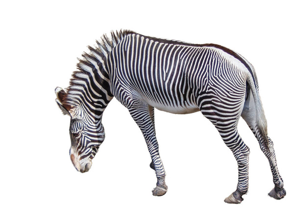 Grevy's zebra isolated on white background - Φωτογραφία, εικόνα