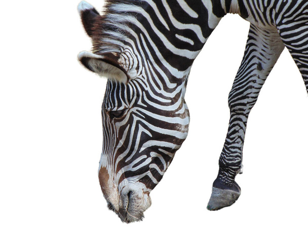 Grevy's zebra isolated on white background - Фото, изображение