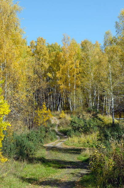 forest in fall - Φωτογραφία, εικόνα