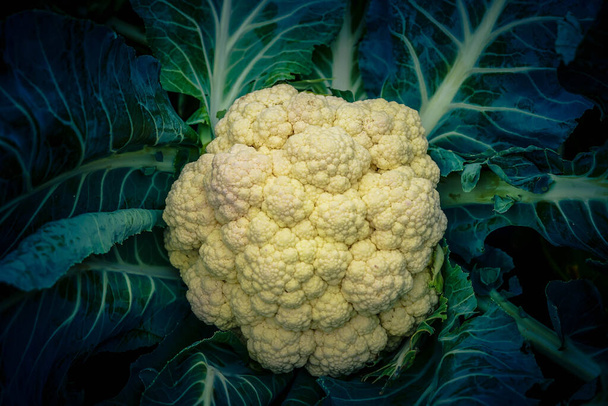 white cauliflower Brassica oleracea a healthy vegetable freshly harvested in the old Land next to Hamburg - 写真・画像