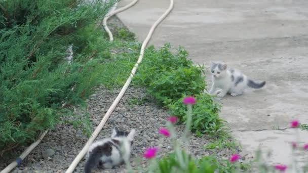 kittens are fighting in the garden - Filmati, video