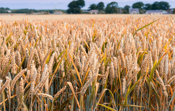Пшеничное поле Нормандии, Франция
 - Фото, изображение