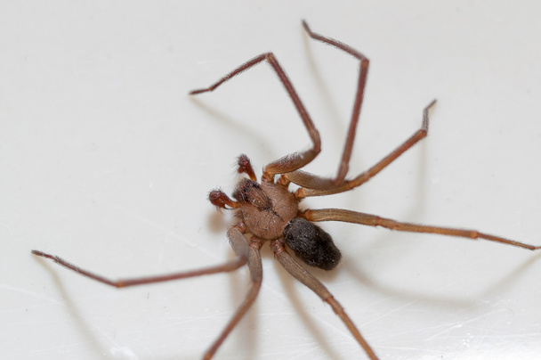 araignée recluse marron
 - Photo, image