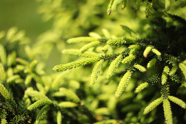 outdoor green nature pattern of pine branches - Valokuva, kuva