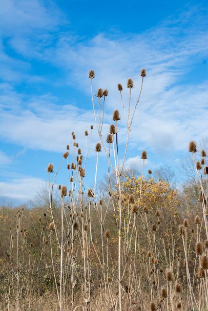 Dry Dipsacus Sativus flowerhead in winter. - Photo, Image
