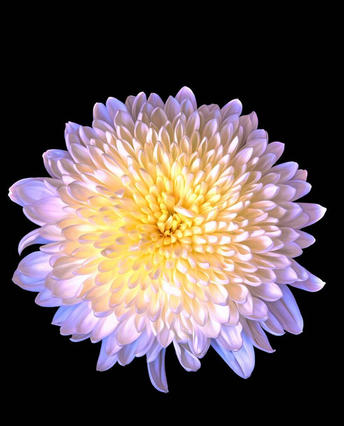 Tuin bloem paars-roze-Blauwe bloem chrysant, zwarte geïsoleerde achtergrond met uitknippad. Close-up. geen schaduwen. roze centrum. Natuur. - Foto, afbeelding