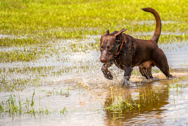 Σκυλιά, παίζουν σε ένα υγρό πάρκο  - Φωτογραφία, εικόνα