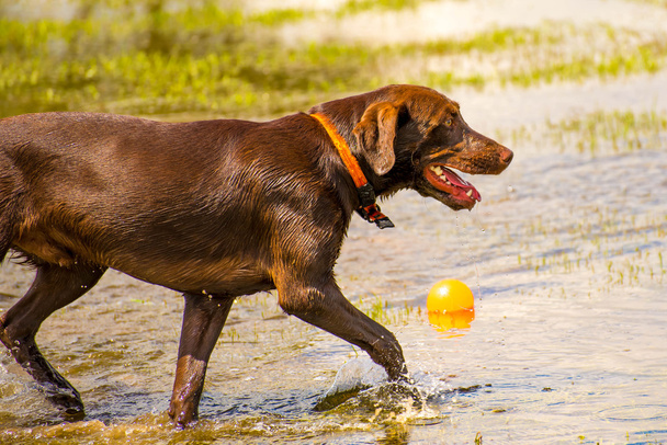 Cães brincando em um parque molhado
  - Foto, Imagem