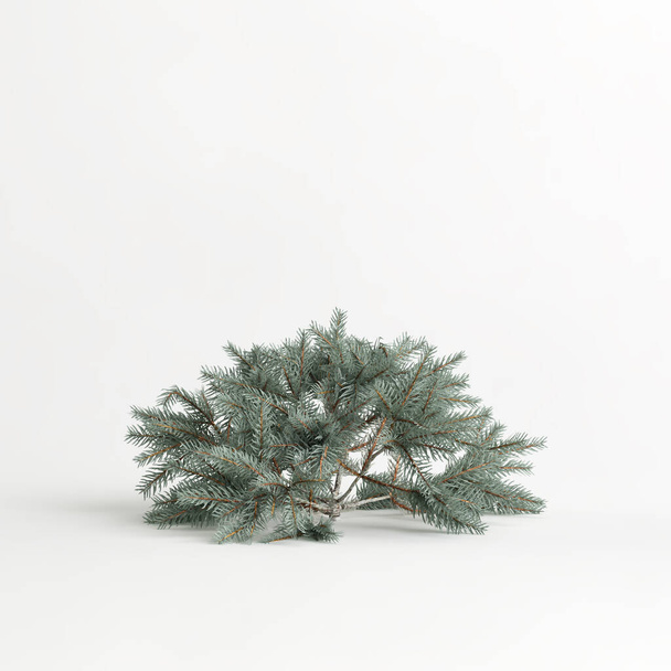 3d illustration of picea pungens glauca procumbens tree isolated on white background - Zdjęcie, obraz