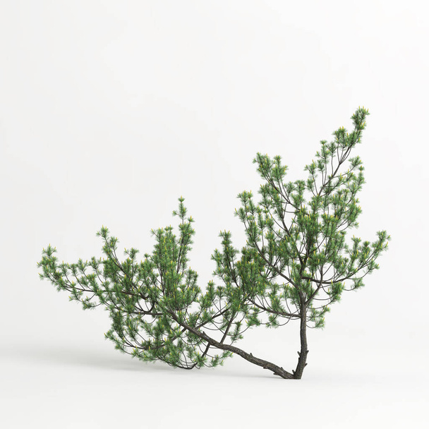 3d illustration of pinus mugo tree isolated on white background - Valokuva, kuva