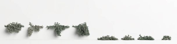 3d illustration of set picea pungens glauca procumbens tree isolated on white background - 写真・画像