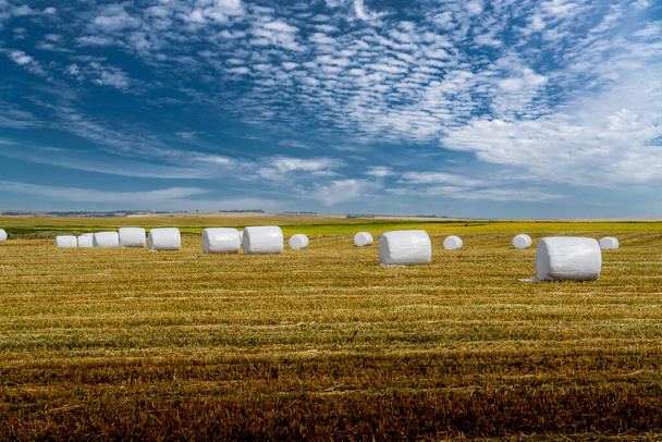 Hay rolls wrapped in plastic for livestock feed producing haylage and fermentation on the Canadian prairies in Kneehill County Alberta Canada. - Фото, зображення