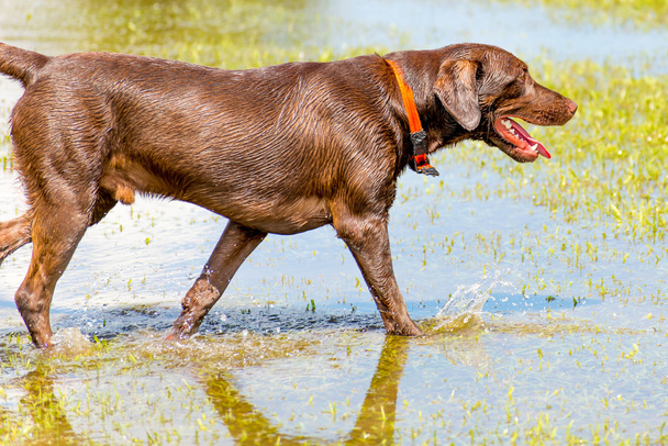 Σκυλιά, παίζουν σε ένα υγρό πάρκο  - Φωτογραφία, εικόνα
