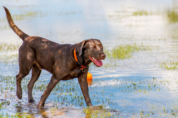 Cani che giocano in un parco umido
  - Foto, immagini