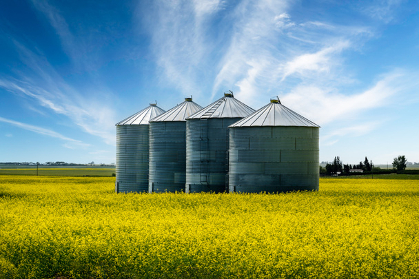 Row of grain bins standing on a blooming yellow mustard seed field on the Alberta prairies in Kneehill County Canada. - Photo, Image
