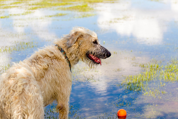 Cães brincando em um parque molhado
  - Foto, Imagem