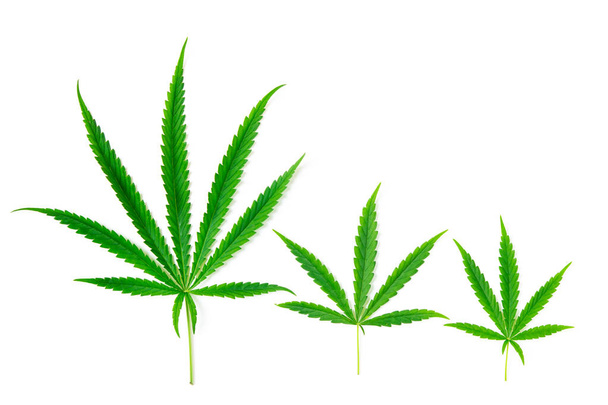 Three cannabis leaves isolated on white background,The leaves of the cannabis plant are rich in antioxidants, polyphenols and antibiotics, along with cancer-reducing and anti-inflammatory compounds. - Photo, image