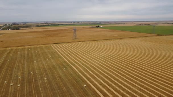 Hoge luchtfoto zomer oogst schot over hooirollen en gezwollen tarwevelden in Alberta Canada. - Video