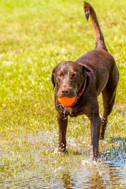 Kutyák játék-ban egy nedves park  - Fotó, kép