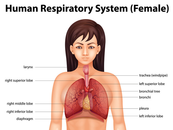 Человеческая дыхательная система
 - Вектор,изображение
