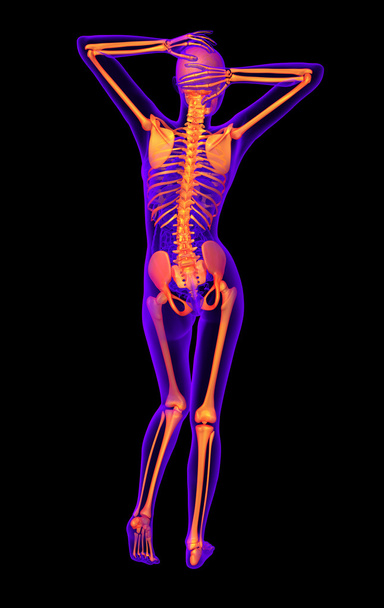 3D render Medikal illüstrasyon insan iskeleti  - Fotoğraf, Görsel