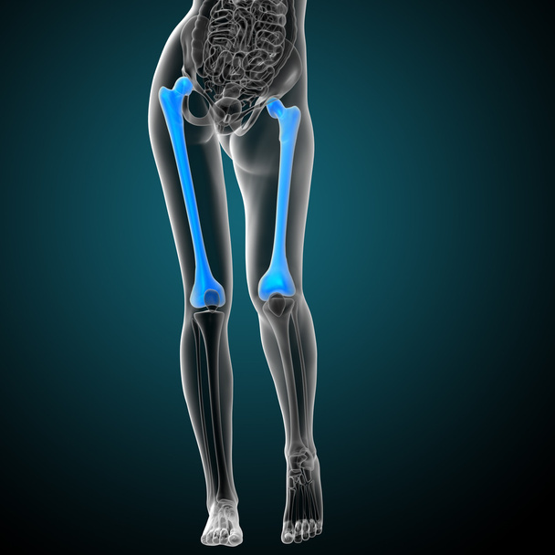3d візуалізація медичної ілюстрації кістки стегнової кістки
 - Фото, зображення