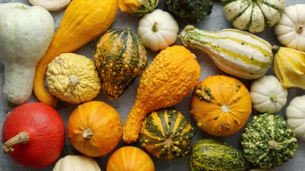 Colorful mini pumpkins on white background. Fall background. Halloween or Thanksgiving celebration. Top view, flat lay - Záběry, video