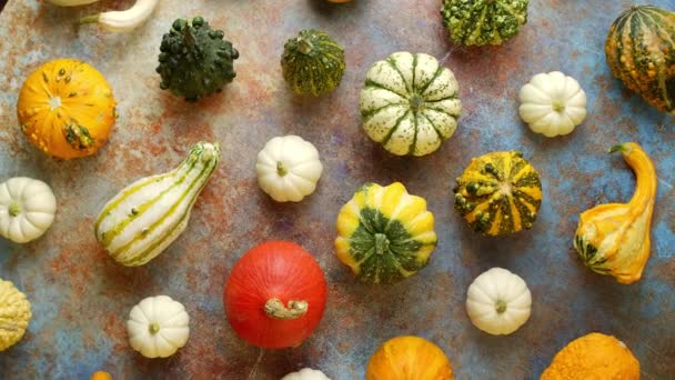 Colorful mini pumpkins on rusty background. Fall background. Halloween or Thanksgiving celebration. Top view, flat lay - Materiał filmowy, wideo