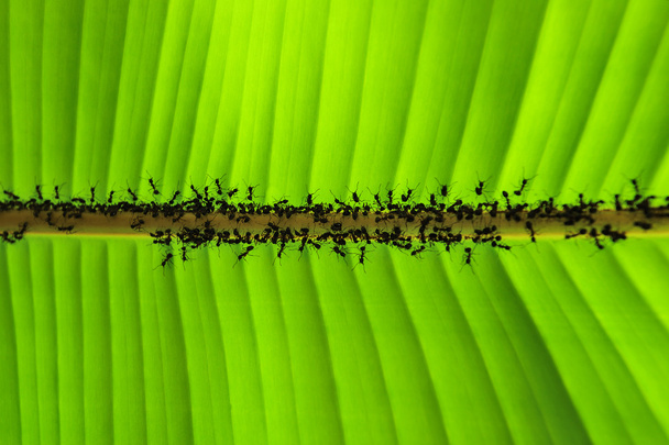 Bananenblatt und Ameise - Foto, Bild