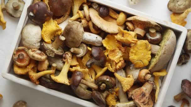 Top view of various wild mushrooms collected in wooden box. Top view, flat lay - Metraje, vídeo