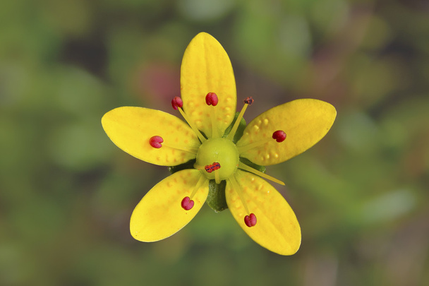 Saxifraga brunonis, żółty kwiat w Vellay kwiaty, Indie - Zdjęcie, obraz