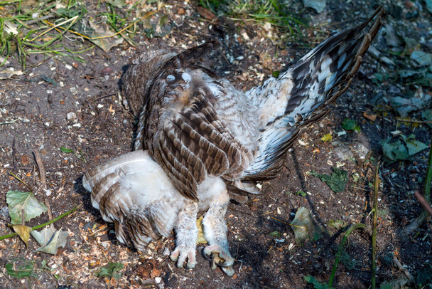 Dead owl, with outstretched wings near a forest road. Close Up photo. - 写真・画像