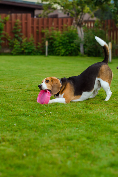 beagle plays on the backyard with the toy - Foto, afbeelding