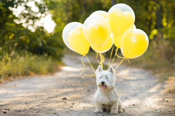 westie terrier with yellow balloons standing on the road - Foto, imagen