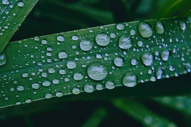 Čerstvý déšť se zachytil o stébla trávy - Fotografie, Obrázek