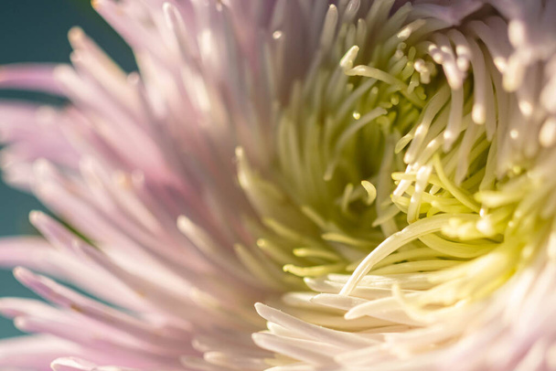 Macro photo of aster. Blur and selective focus. Extreme flowers close-up - Fotografie, Obrázek