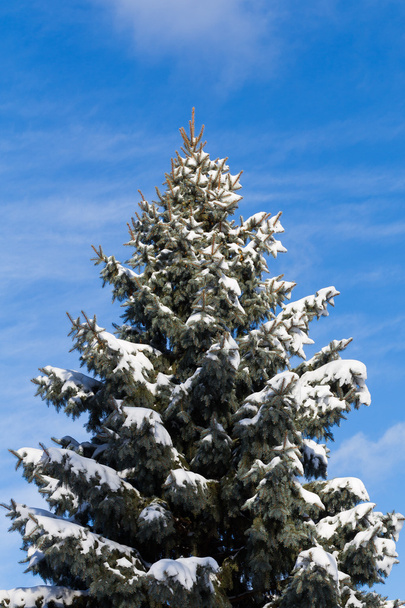 Alberi canadesi in inverno
 - Foto, immagini