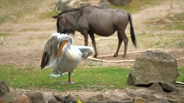 A pelican brushes its feathers with its beak. In the background, a blue gnu pees. Wildlife and animals. - Materiaali, video