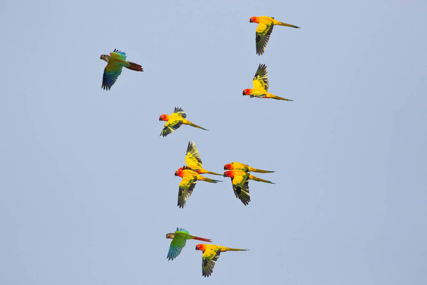 Beautiful parrots flying in the sky. - Foto, Imagen