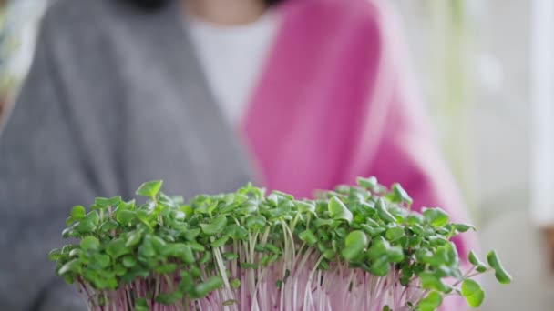 close up woman holding pot with microgreen sprouts fresh food for healthy eating healthy and balanced diet based on vegetables - Felvétel, videó