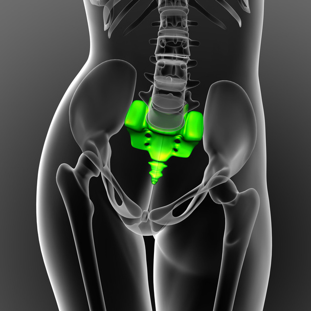 3d рендеринг медицинской иллюстрации крестцовой кости
 - Фото, изображение