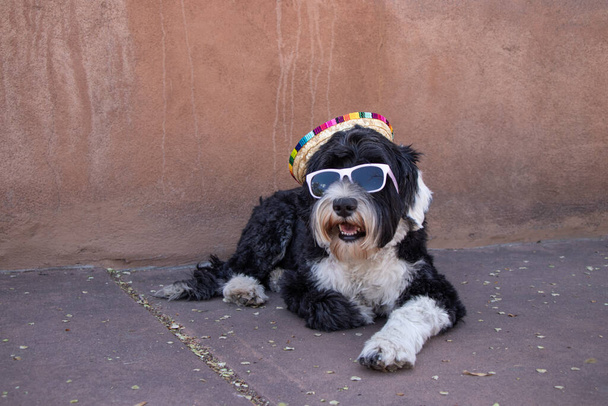 Portuguese Water Dog wearing a sombrero and sunglasses in New Mexico - Fotoğraf, Görsel