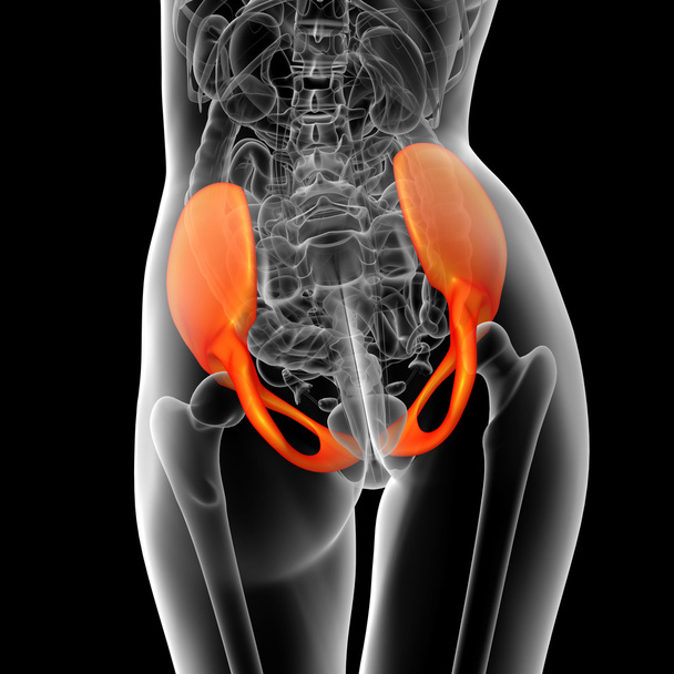 3d render medical illustration of the pelvis bone  - Photo, Image