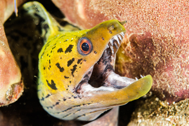 Gymnothorax fimbriatus paling in Ambon, Maluku, Indonesia onderwater foto - Foto, afbeelding