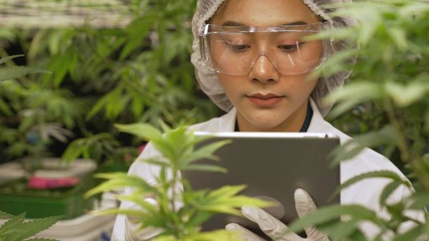 Gli scienziati testano il prodotto a base di cannabis in una fattoria di cannabis indoor curativa con attrezzature scientifiche prima della raccolta per produrre prodotti a base di cannabis - Foto, immagini