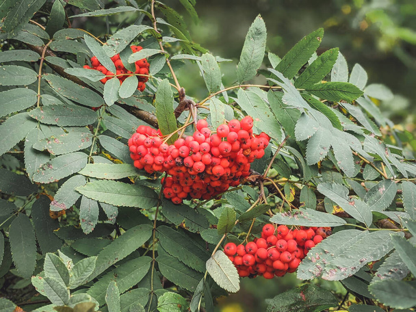 Kükremiş ağaç dallarında kırmızı yaban mersini, olgun kızılcık üzümleri yakın çekim ve yeşil yapraklar.. - Fotoğraf, Görsel
