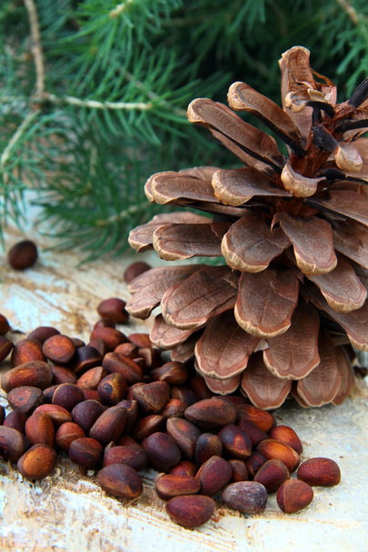 Pine nuts, with cedar cones and fir tree in the background - Фото, изображение