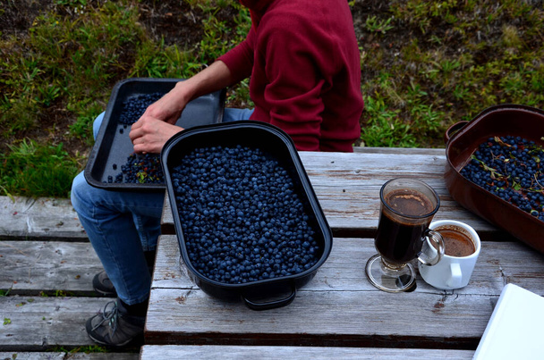 summer work at the cottage at the table. wife and son sorting picked blueberries and getting rid of leaves. A baking pan, a pot full of blue balls. coffee and a book as relaxation - Foto, Bild